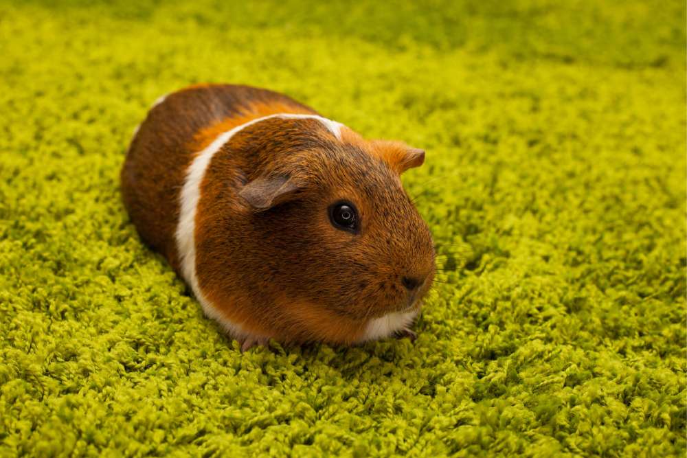 Guinea Pig Hastalıkları ve Tedavisi