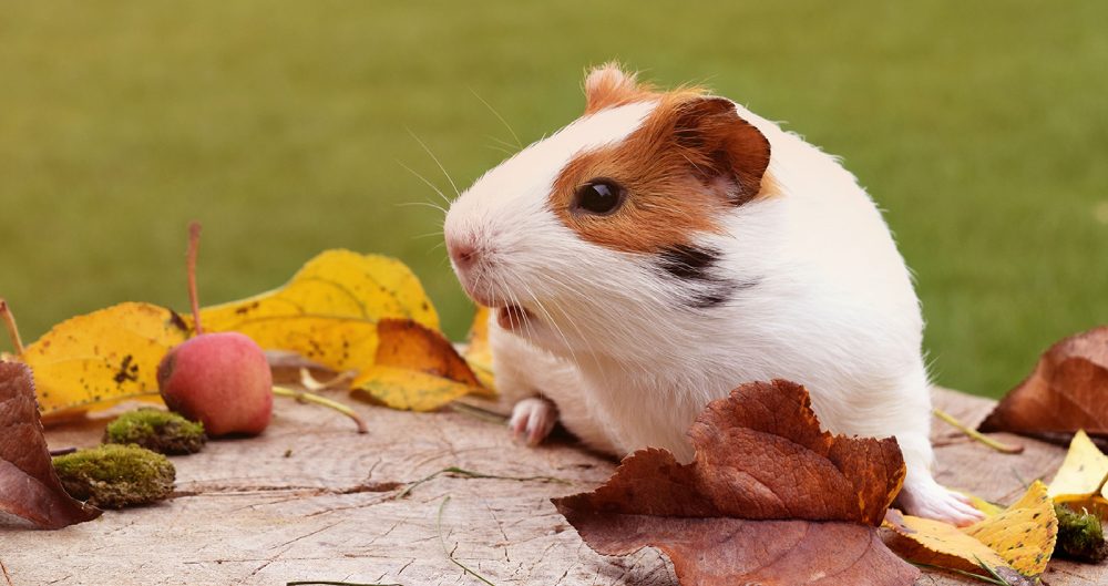 Guinea Pig Özellikleri ve Bakımı